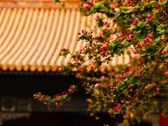 -故宫博物院(故宫)