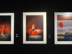 -罗红摄影艺术馆