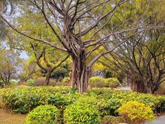 -东莞植物园