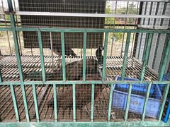 -荔枝红五号农庄