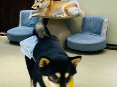-逗柴咖啡屋·狗咖猫咖宠物桌游