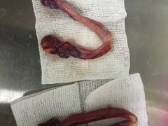 -喜多萌中农锦绣动物医院24H·猫科·牙科MRI·CT