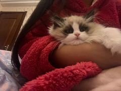 -喵zoo家庭繁育猫舍(尖东智能花园店)