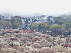 -香雪海