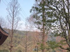 -东明山森林公园