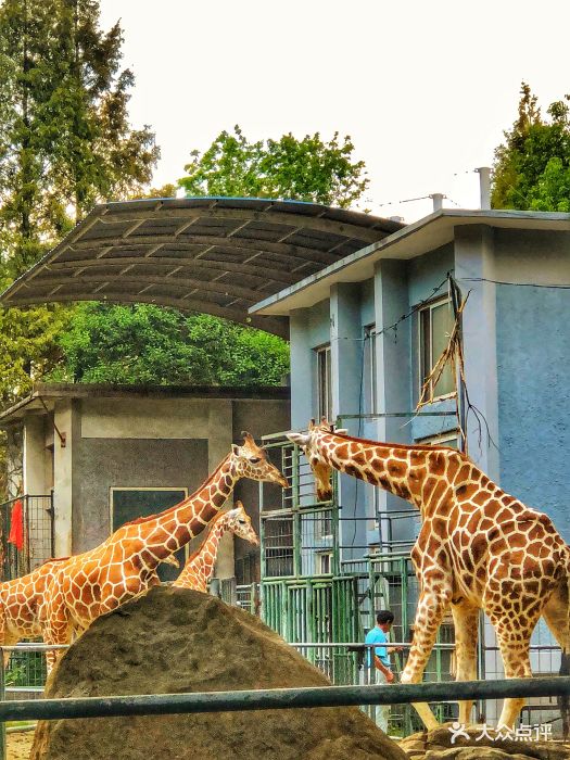 上海動物園圖片 - 第452張