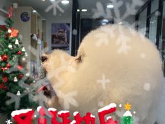 -宠小格时尚宠物生活馆(唐镇店)