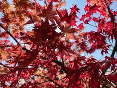 -杭州半山国家森林公园