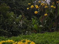 -长洲岛