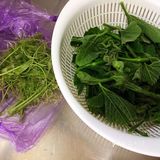 好吃美味绿化你的视野的炒南瓜尖