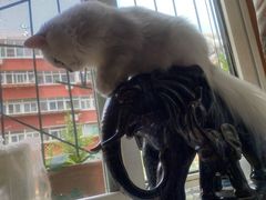 -糯米喵星人总部直营旗舰店·猫舍·幼猫出售