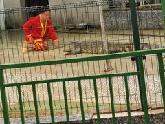 -中国扬子鳄村