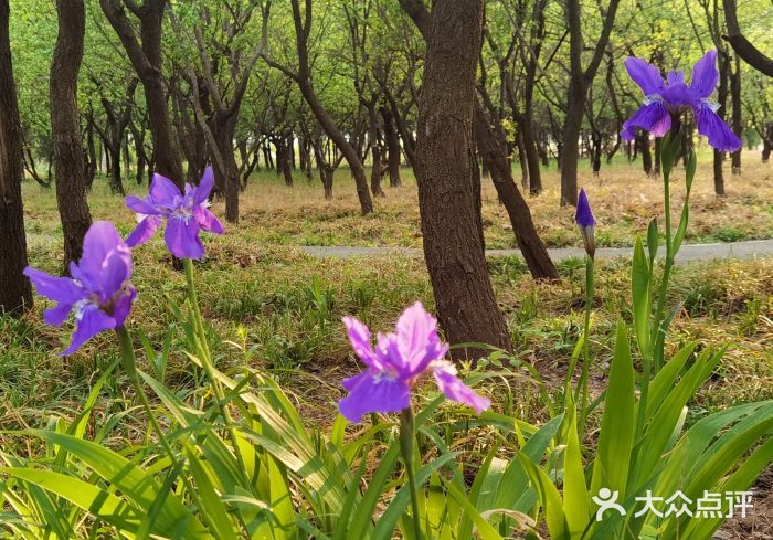东营园博园图片