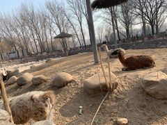-北京野生动物园