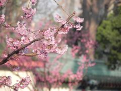 -北极阁公园