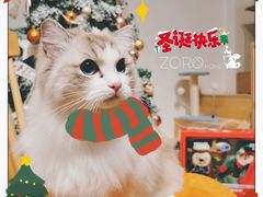 -佐罗家宠物馆·猫文化馆(紫霞路店)