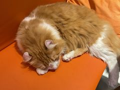 -豆逗聊愈猫阁Easy Life
