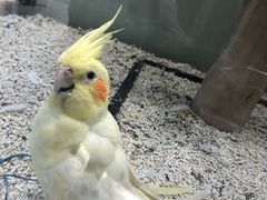 -momokira米努特·德文卷毛猫·棉花面纱犬
