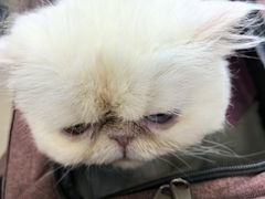 -北京观赏动物医院·24小时大型综合·猫专科·异宠专科