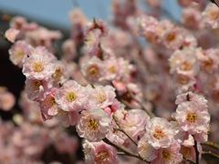 -梅花山(明孝陵内)