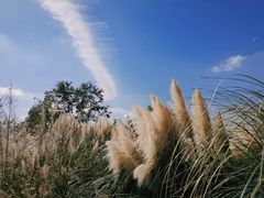 -上海山野camping·户外天幕烧烤·团建拓展营地