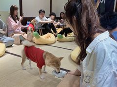 -逗柴咖啡屋·狗咖猫咖宠物桌游