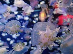 -太平洋海底世界