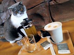 -猫猫幼稚园·撸猫·桌游·电玩