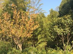 iphone_upload_pic-苏州环秀晓筑养生度假村