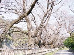 -名古屋城