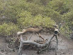 -北海金海湾红树林生态旅游区