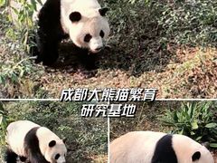 -成都大熊猫繁育研究基地
