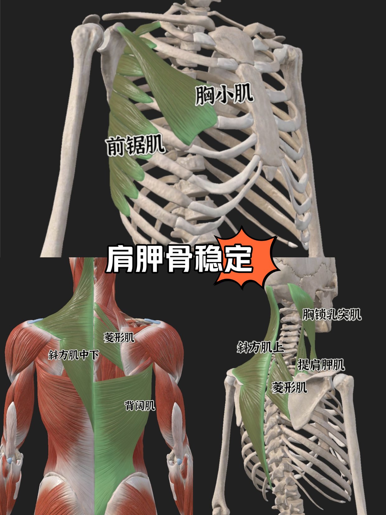 婴儿肩胛骨位置图片图片