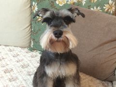 -米苏动物医院·犬猫专科·骨科外科内窥镜