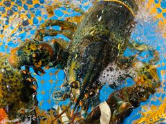 -盒马鲜生(曜一城店)