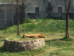 -西安秦岭野生动物园