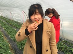 -喜杨洋草莓采摘园