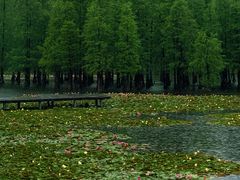 -白鹭湾湿地公园