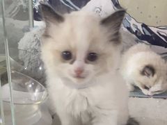 -糯米喵星人总部直营旗舰店·猫舍·幼猫出售