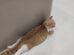 -糯米喵星人·撸猫猫舍咖啡馆(西市场嘉华店)