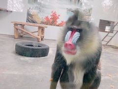 -西安秦岭野生动物园