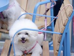 -Grande A'moo(上海万象城店)