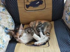 android_upload_pic-瑞派福兴宠物医院犬猫全科·骨科·中西医结合(河东店)