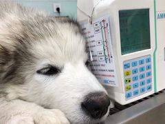 -宠福鑫康馨动物医院·骨科·眼科