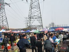 -中环花鸟鱼虫市场