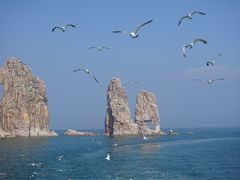 -长岛万鸟岛