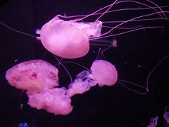 -成都浩海立方海洋公园