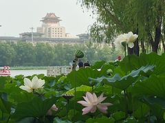 -莲花池公园