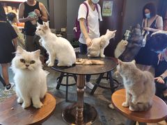 -more than meow吴止猫主题餐厅(承德 中船汇店)