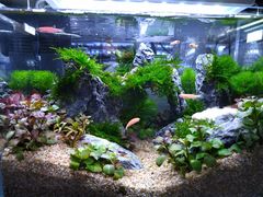 -花鸟鱼虫鲜花绿植市场(玉泉路店)
